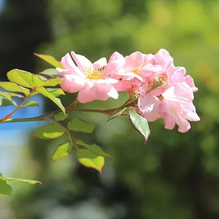 Hotel Sophia San Remo