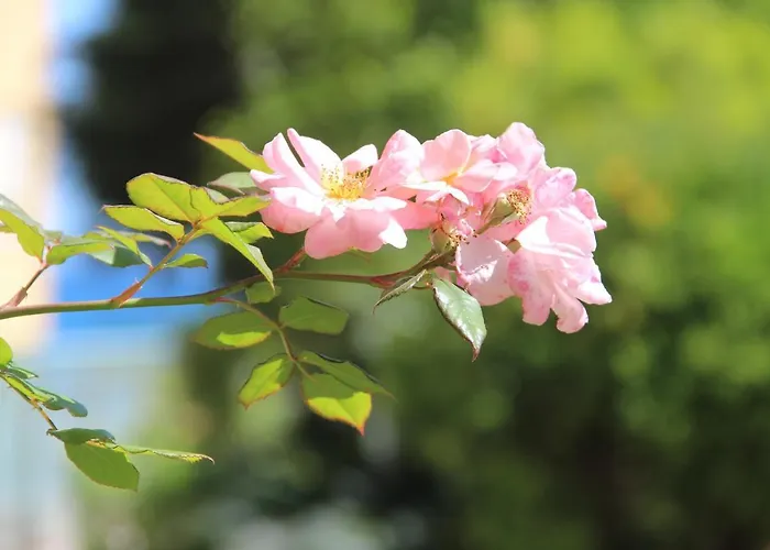 酒店 Sophia 圣雷默